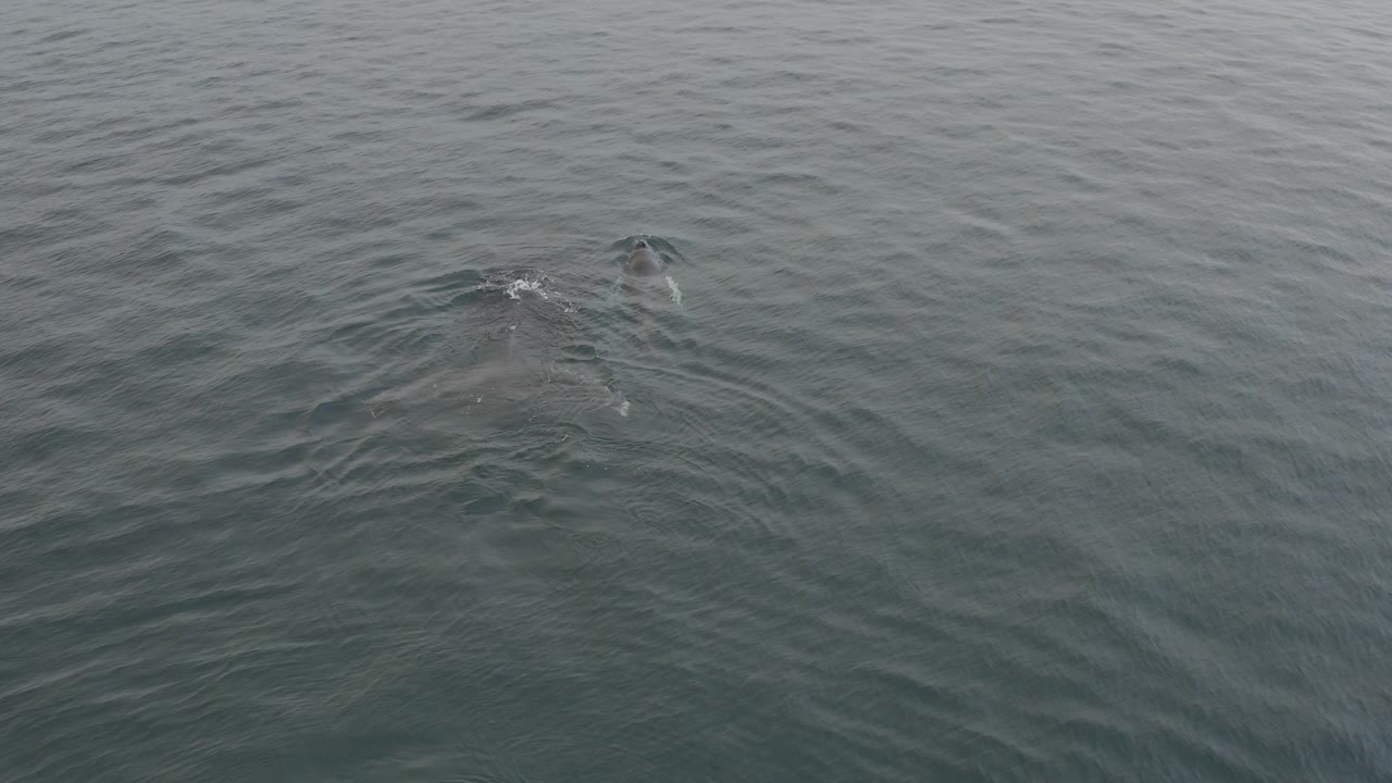 A dark whale back is just below and at the surface of grey-green ocean water, with a small wake forming around it and no visible people.