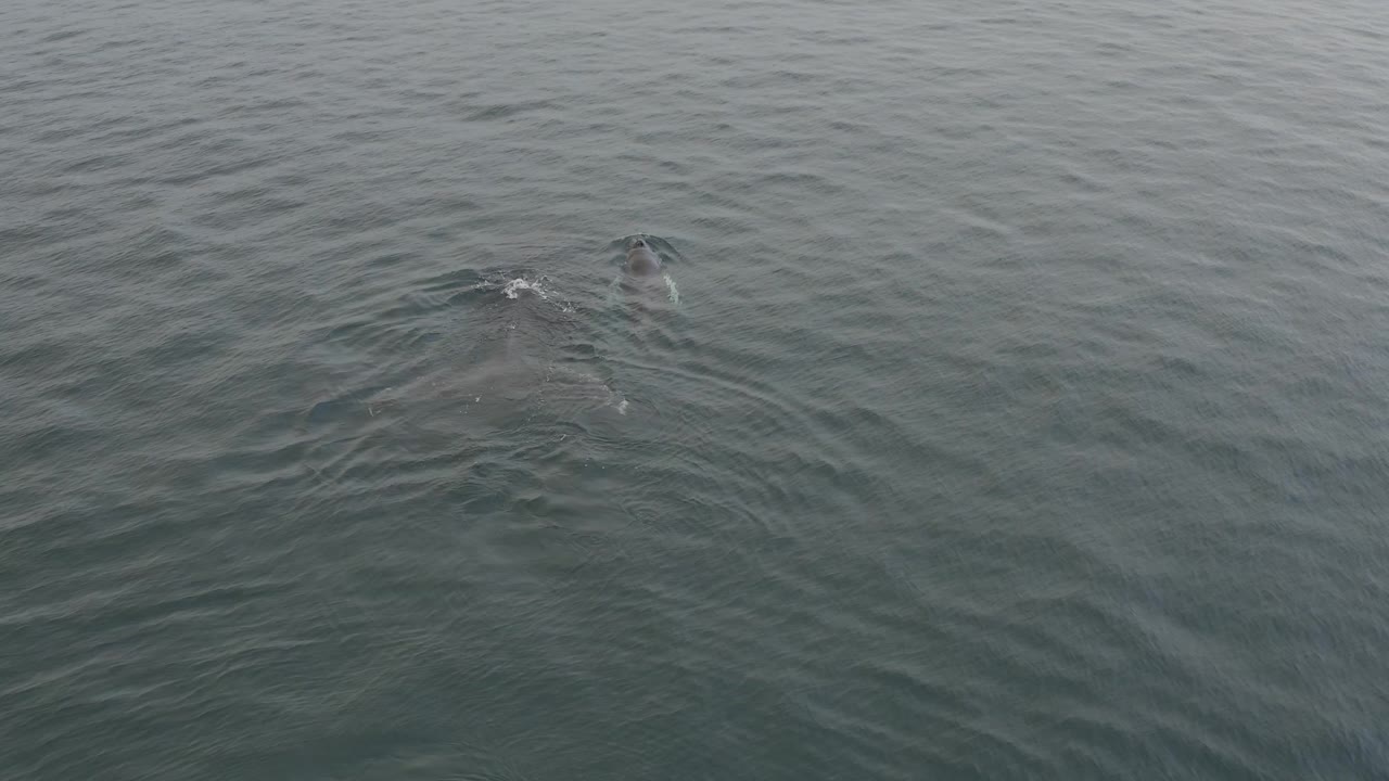 The whale remains near the surface under muted grey water, with its dark back and dorsal area creating a narrow wake and no visible people.