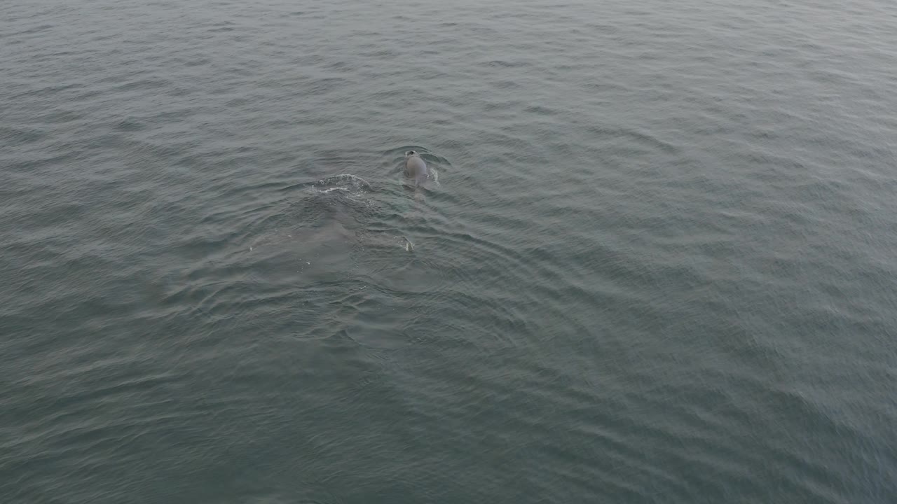 A small dorsal fin and dark whale back sit near the top of the frame, pushing a soft V-shaped disturbance through calm grey ocean water with no visible people.