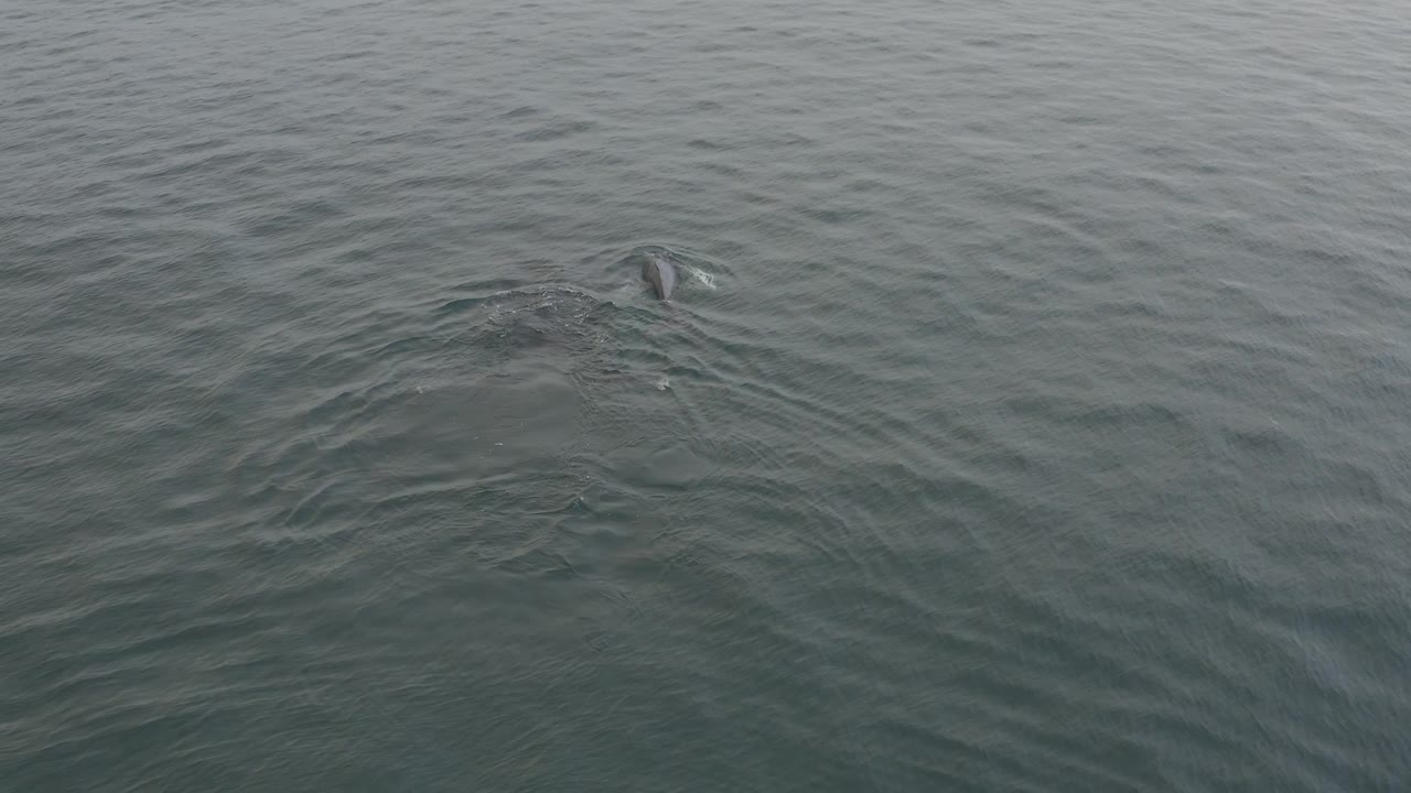 The whale is partly submerged toward the left side of the frame, leaving darker water disturbance and spreading ripples across the grey ocean, with no visible people.