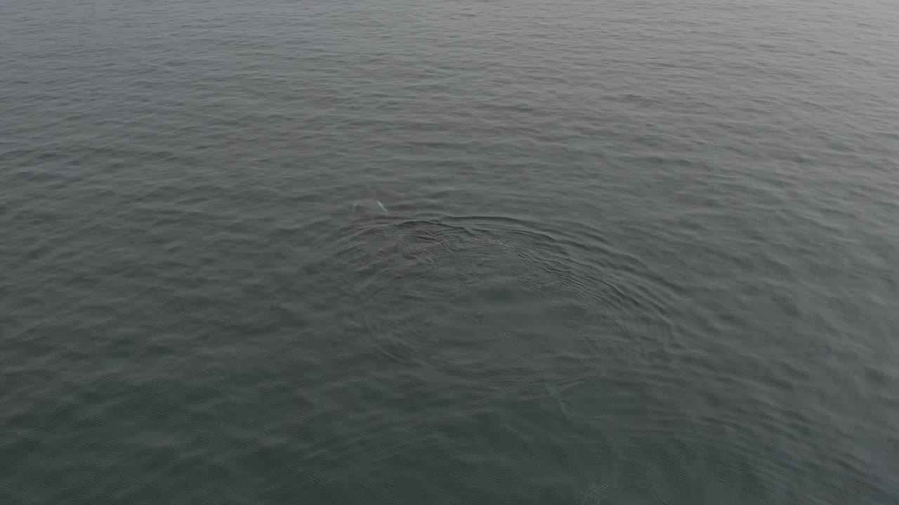 Green-grey ocean surface with a small whale disturbance near the upper right.