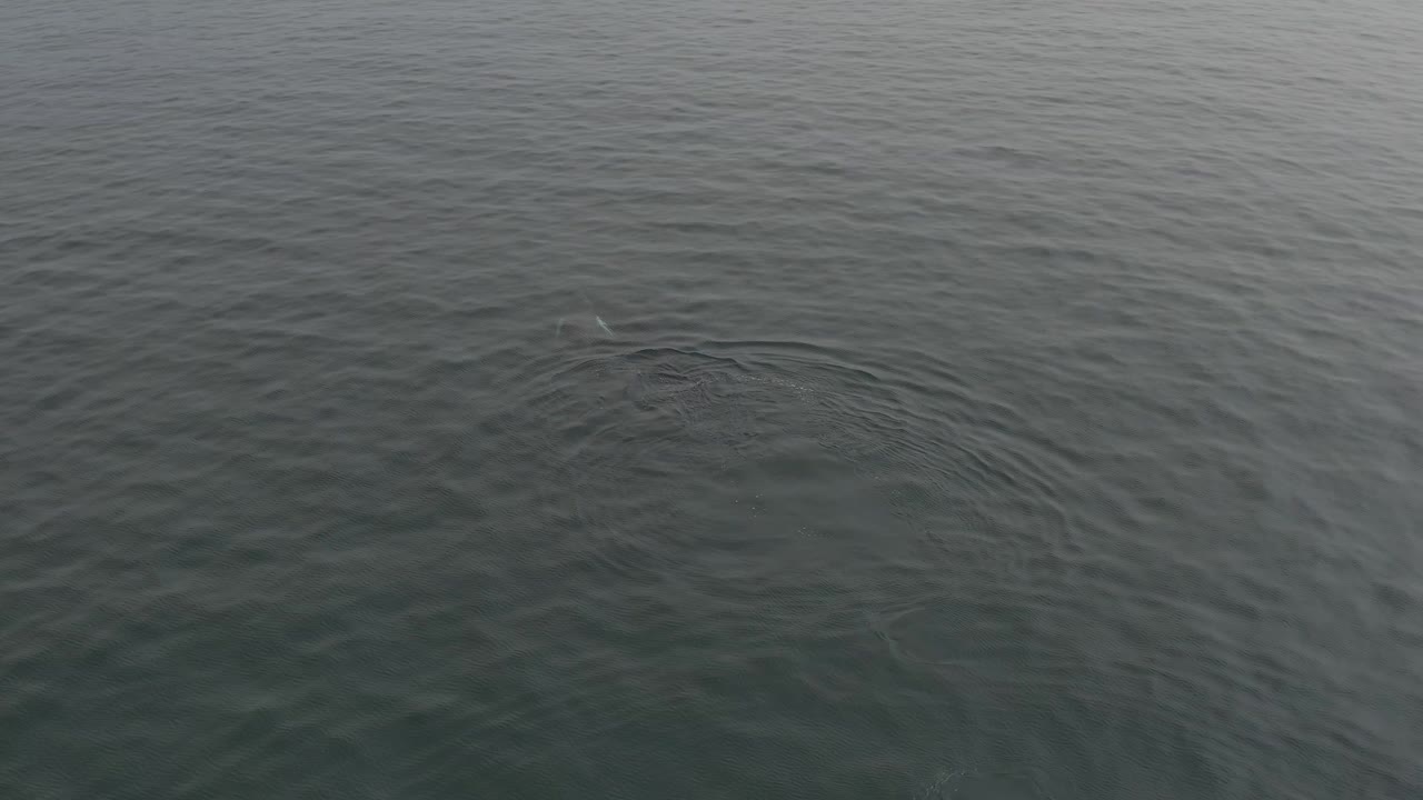 High-angle frame of open ocean with faint circular ripples and a small whale surface mark near the upper center, with no visible people.