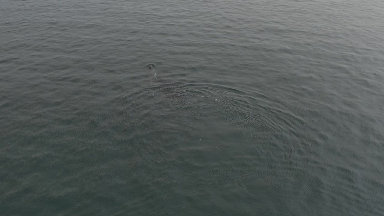 Top-down ocean view with a small whale disturbance near the upper right and wider rings spreading through green-grey water, with no visible people.
