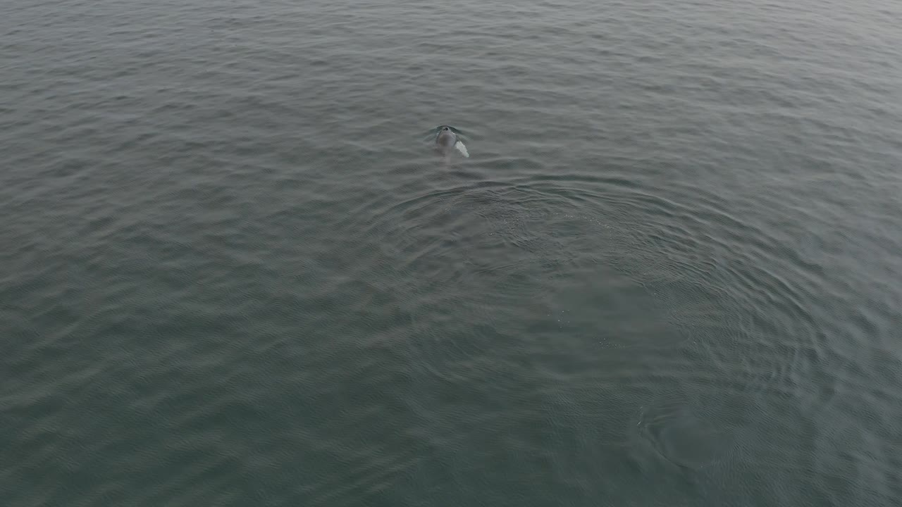 Aerial frame of a small whale splash near the left side of the ocean surface, with expanding rings and no visible people.
