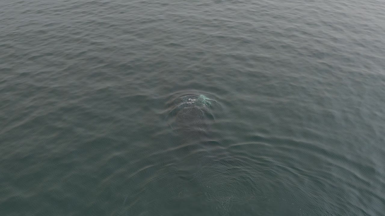 Whale shape beneath dark green ocean water