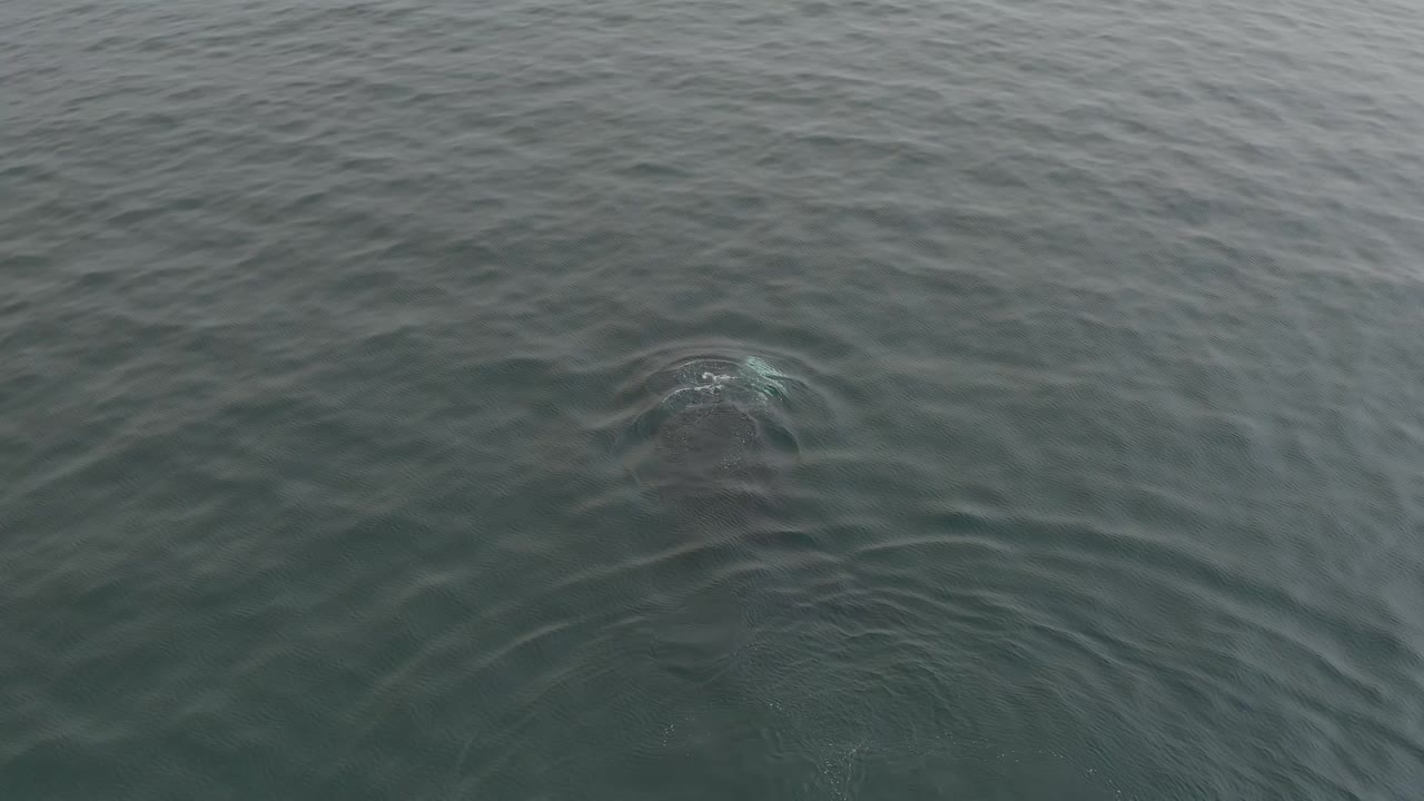 The whale sits closer to the surface under textured green water, creating a small disturbance and widening ripples, with no visible people.