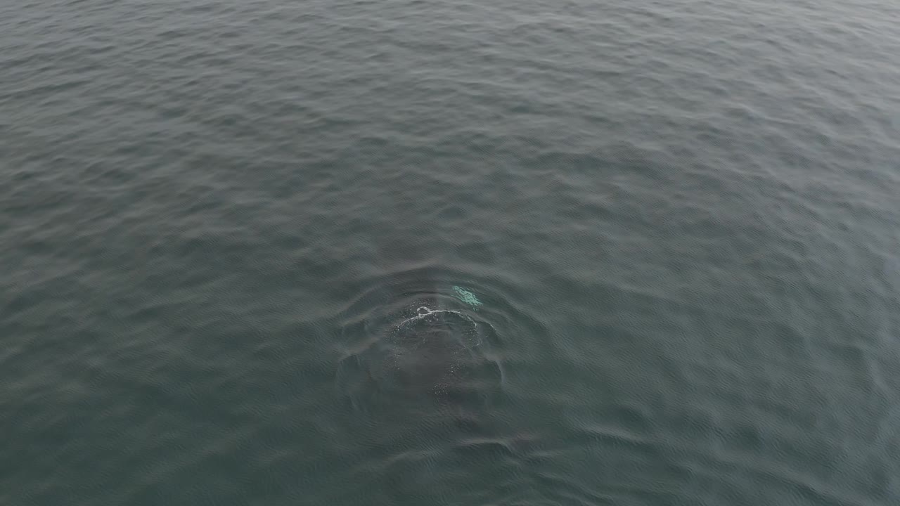 A partially submerged whale remains visible beneath the rippled ocean surface, with a faint turquoise highlight near the upper body and no visible people.