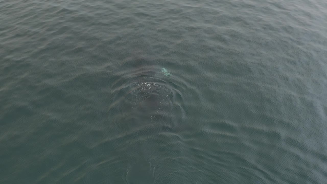 The whale's dark body is seen below green water as circular ripples and a small splash pattern gather around its upper side, with no visible people.