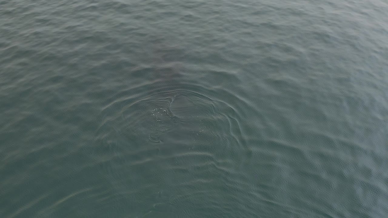 Top-down view of greenish-blue water with a faint dark whale shape under the rippled surface and no visible people.