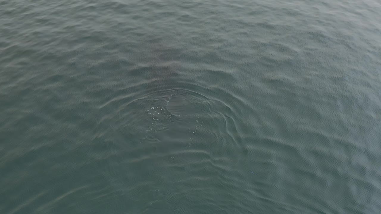 A darker whale silhouette sits under the ocean surface, surrounded by circular ripples in green-blue water with no visible people.
