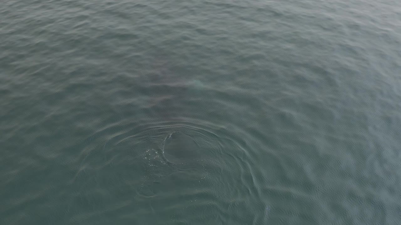 The whale remains partly visible under the water near a cluster of surface ripples, with open ocean filling the frame and no visible people.