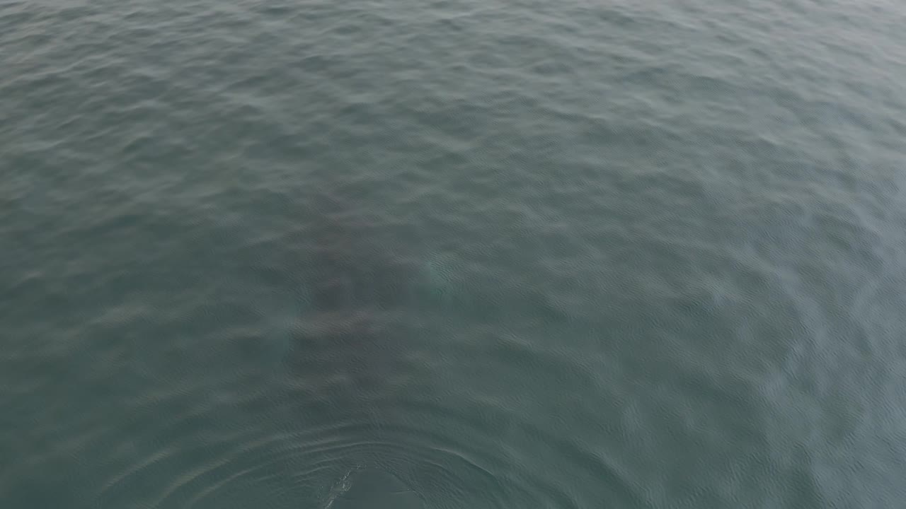 Rippling green-blue water fills the overhead frame while the whale appears as a soft dark blur beneath the surface and no visible people are present.