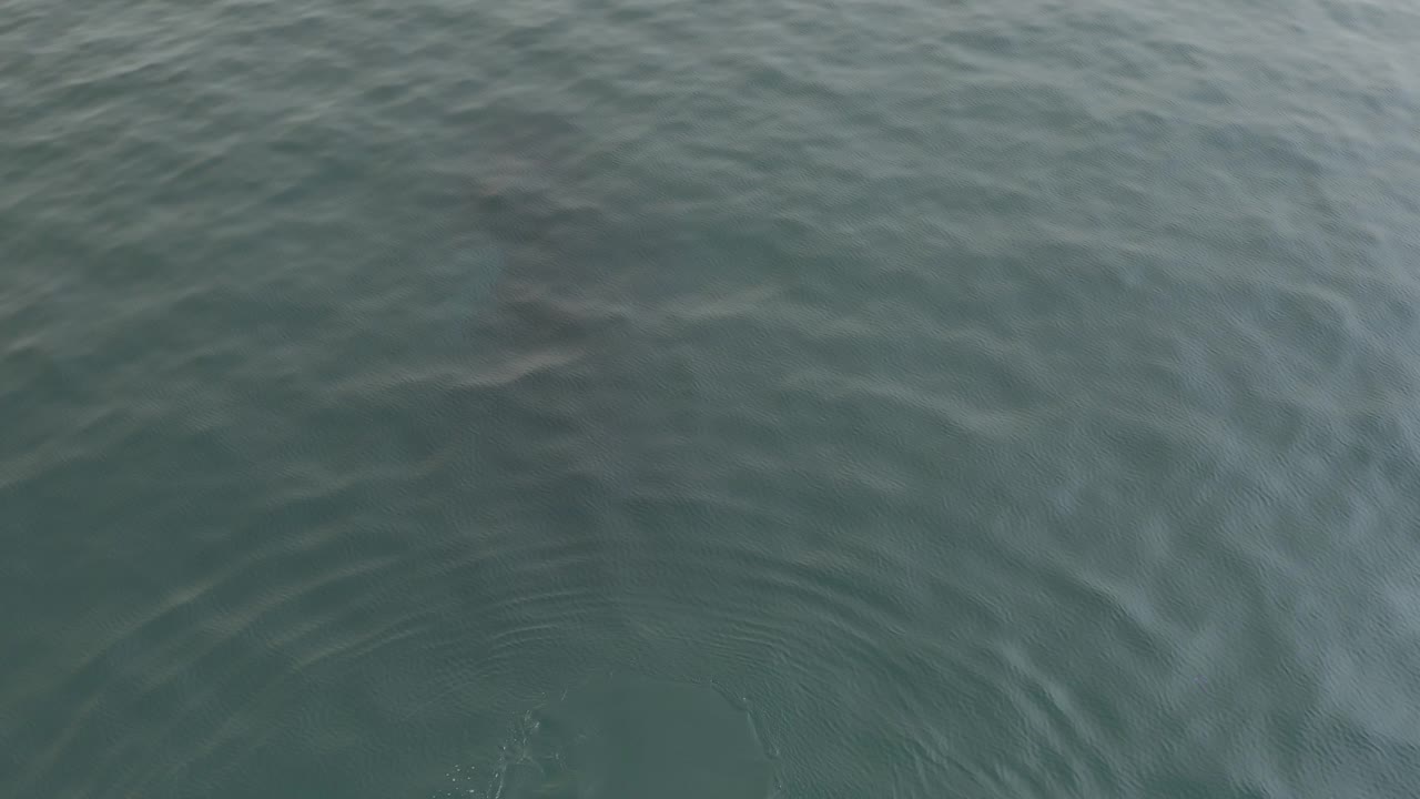 Top-down view of green-blue ocean ripples with a faint dark whale silhouette barely visible beneath the surface and no visible people.