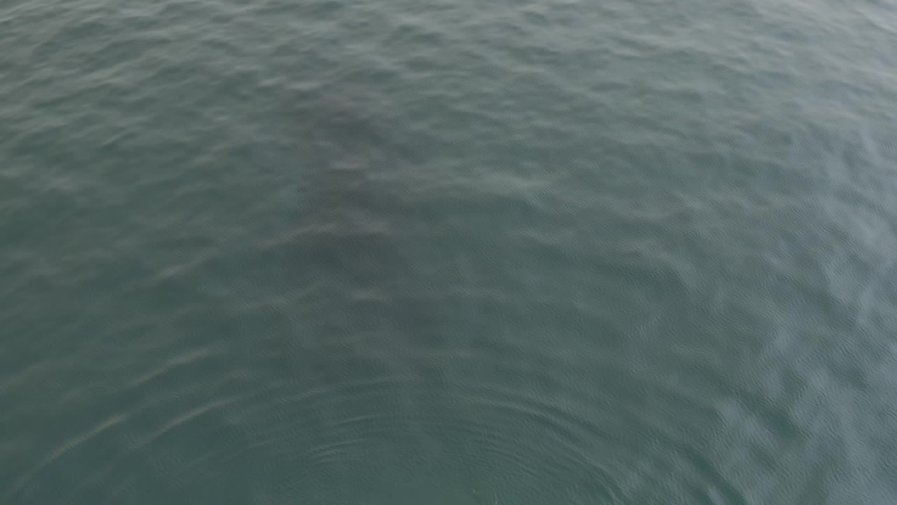 The whale appears as a broad dark form under the ocean surface while small ripples and muted blue-green color fill the frame, with no visible people.