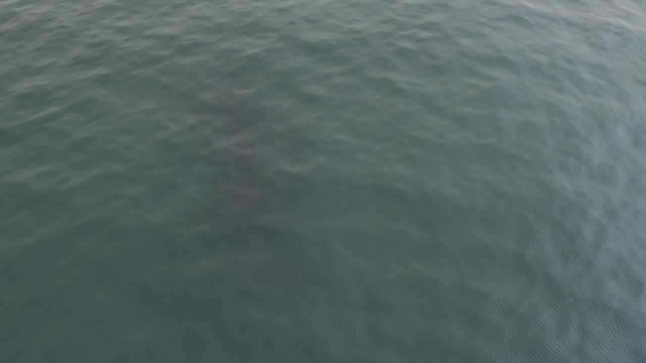 Green ocean surface with faint whale shape below the ripples.