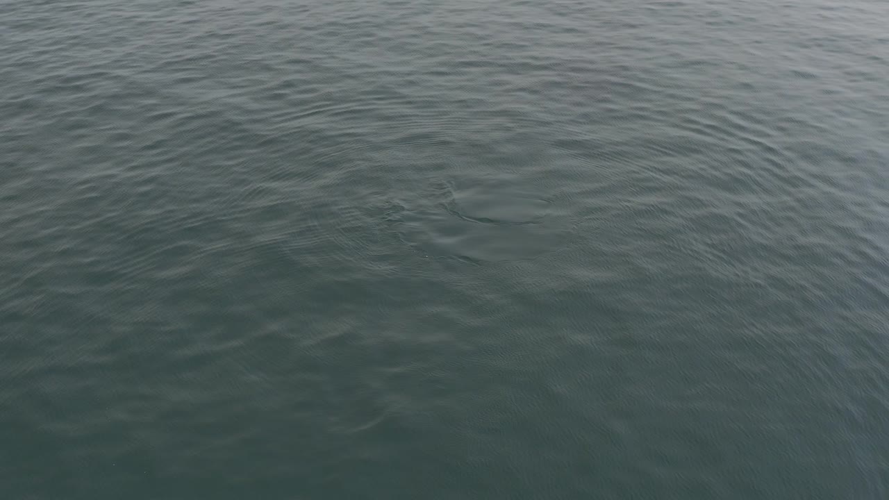 Top-down teal ocean surface with small ripples.