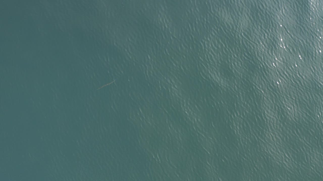Top-down turquoise water surface with faint ripples.
