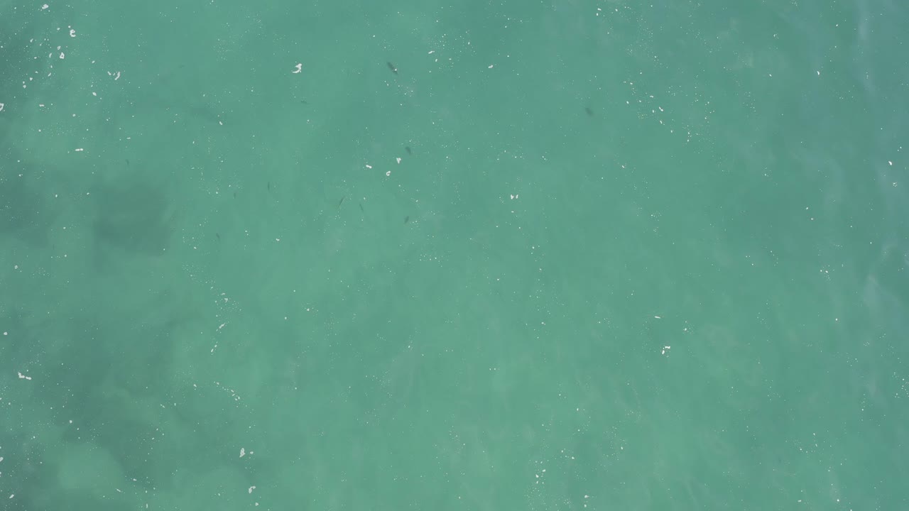 Top-down turquoise water with small white specks.