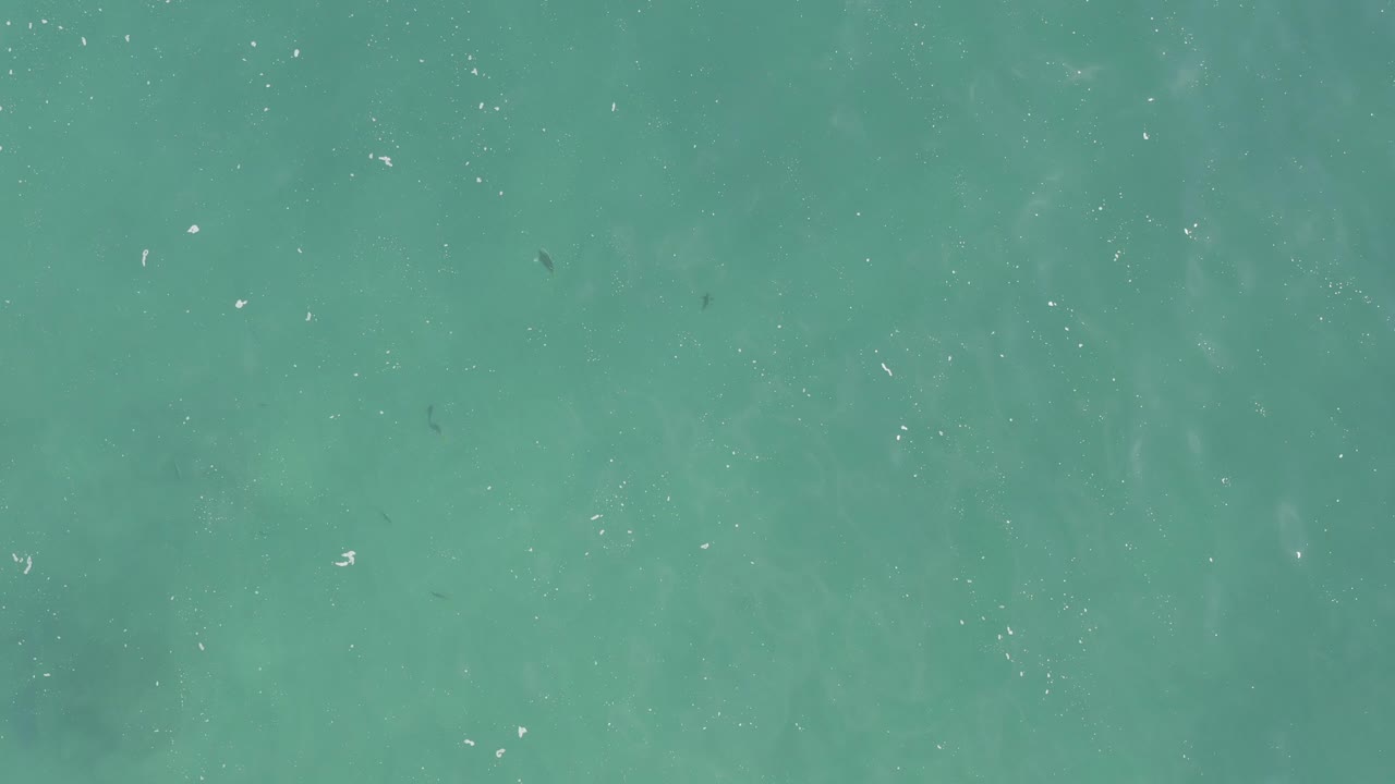 Opening overhead frame of turquoise water with scattered white surface specks and faint dark fish silhouettes below, with no visible people.