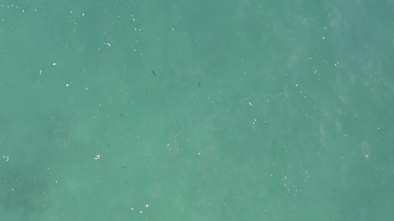 Second overhead frame showing teal-green water, small bright flecks on the surface, and scattered dark fish shapes beneath, with no visible people.