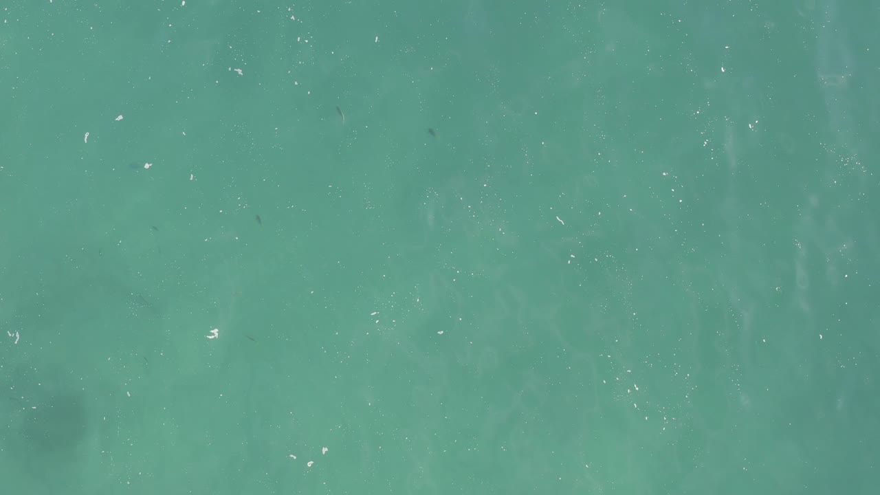 Overhead frame of teal water where several dark fish silhouettes are easier to pick out among small white surface flecks, with no visible people.