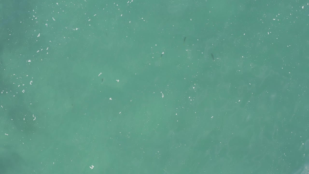 A straight-down aerial frame of turquoise sea water with small white surface flecks and faint dark fish forms beneath the water, with no visible people.