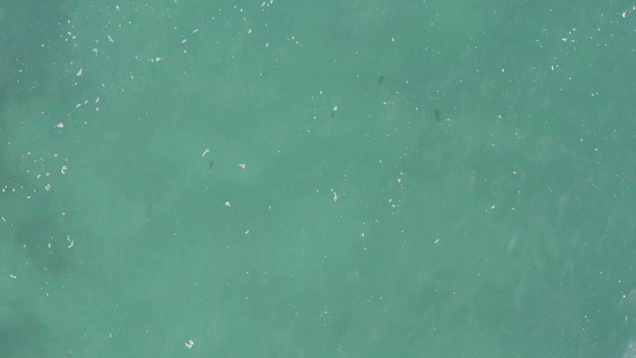 A high-angle view shows clear green-blue ocean surface, scattered pale flecks, and a few dark fish-like shapes visible below the water, with no visible people.