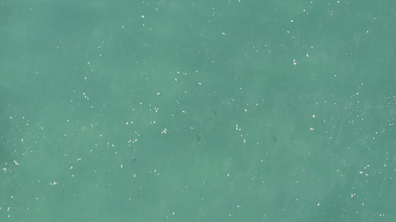 Top-down view of clear turquoise water with scattered white highlights and small dark fish specks spread across the frame, no visible people.