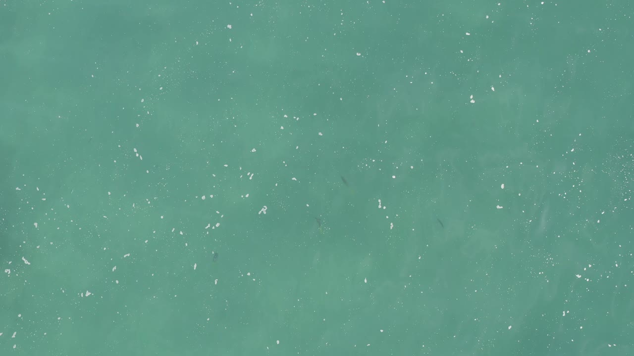 Clear teal water fills the frame as small fish dots appear beneath scattered bright surface flecks, with no shoreline, boats, or visible people.