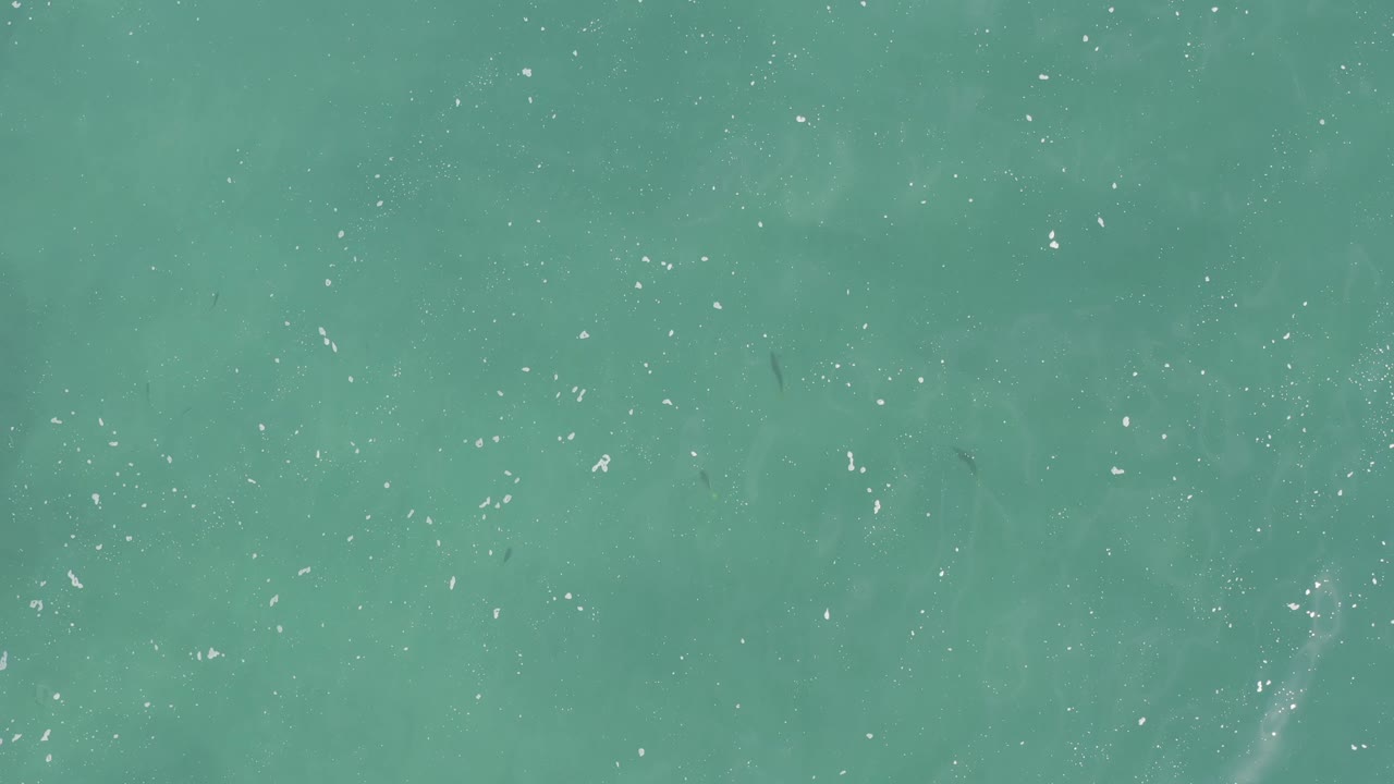 Aerial teal sea surface shows scattered small fish marks and white reflections across a shallow-looking water field, no visible people.