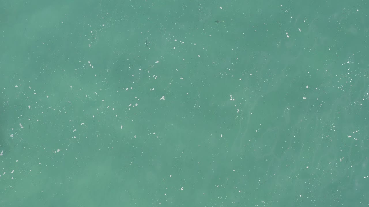 Top-down turquoise water with scattered white flecks and small dark fish.