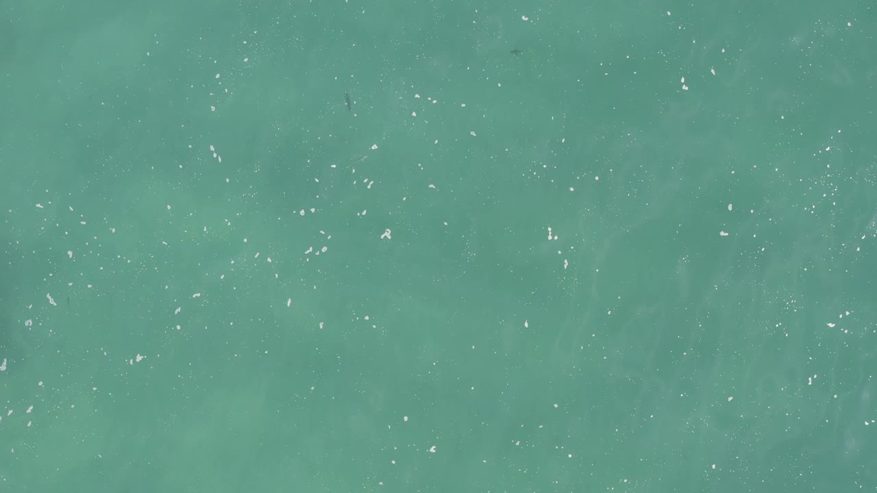Aerial frame of green-blue water with faint ripple patterns, scattered bright flecks, and a loose cluster of small dark fish, with no visible people.