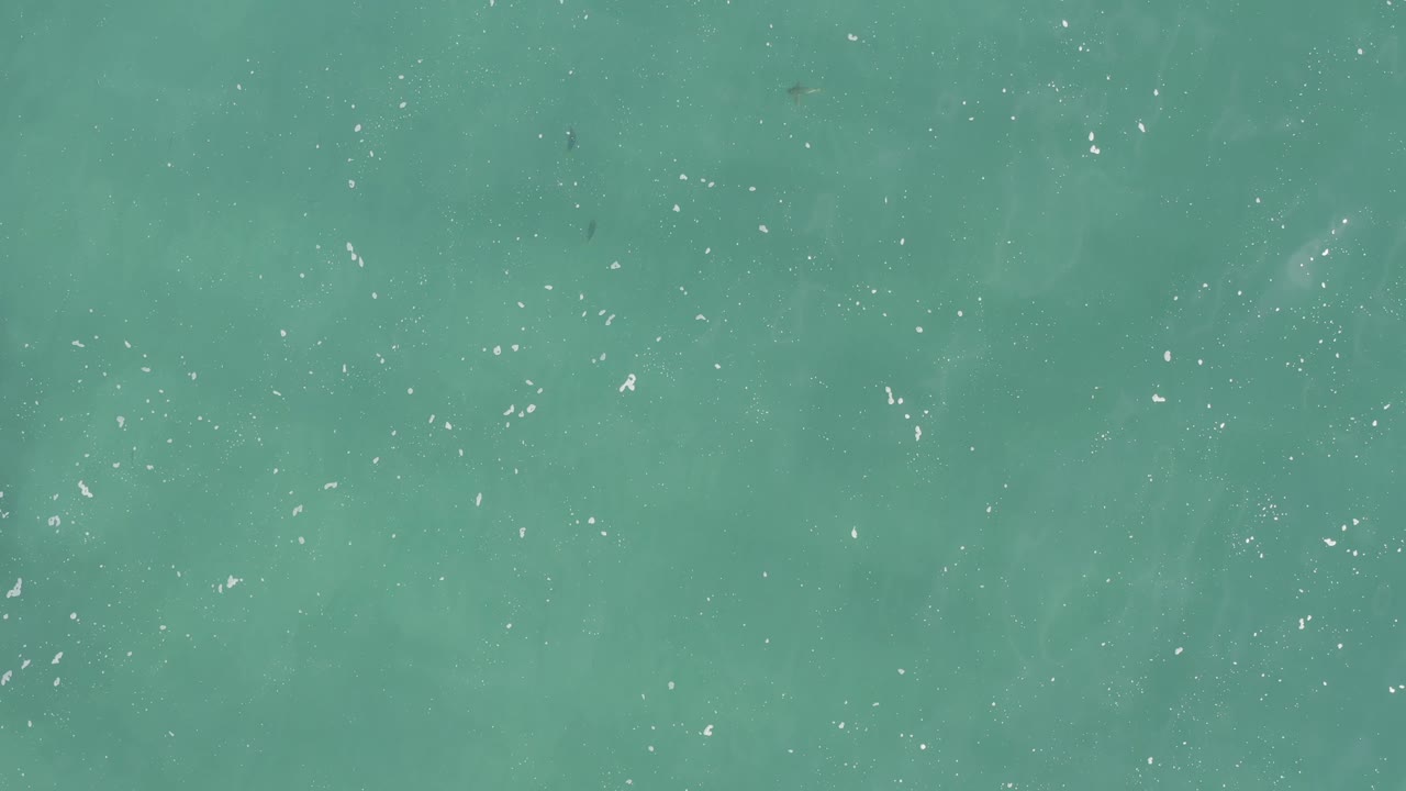 Top-down turquoise ocean surface with tiny dark fish shapes dispersed across the frame and white flecks catching light, with no visible people.