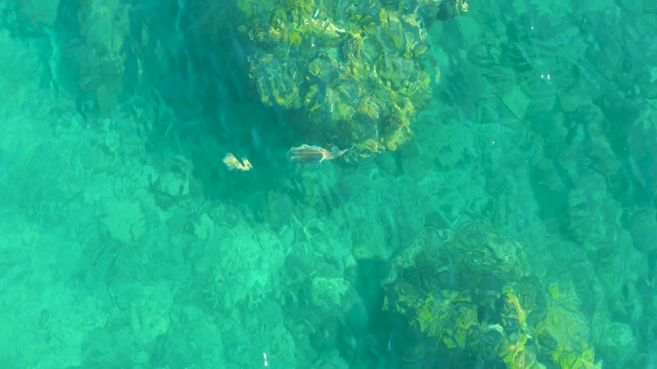 Top-down view of clear turquoise water at Playa Acapulquito, Los Cabos, with rocks near the upper frame, small fish over the seabed, and no visible people.