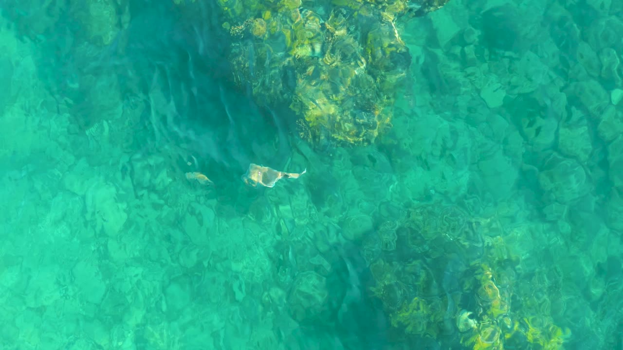 Clear shallow water with rocks and fish