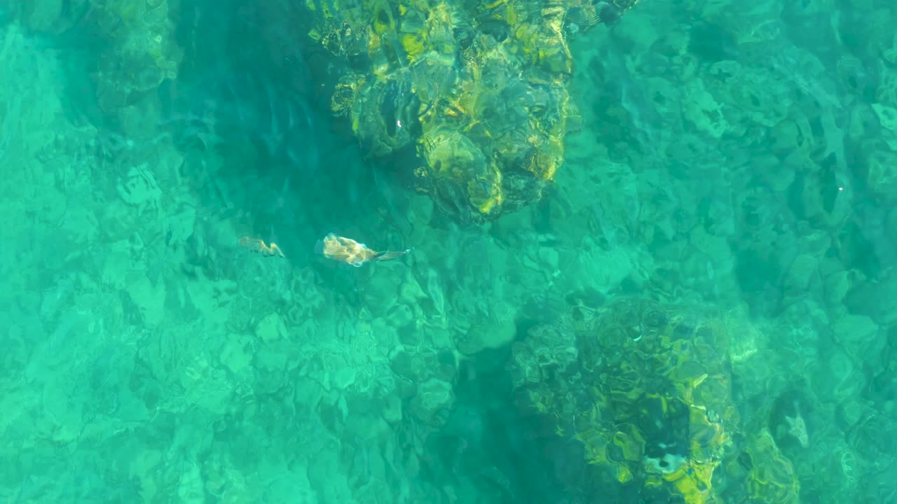 An overhead frame from Playa Acapulquito shows a broad patch of rocky seabed through turquoise water, with small fish visible between darker rock shadows and no visible people.
