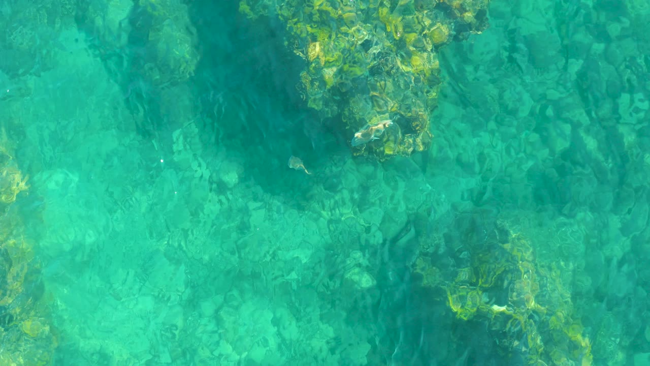 Overhead view at Playa Acapulquito, Los Cabos showing clear turquoise water, algae-covered rocks, and a small ray near the upper left, with no visible people.