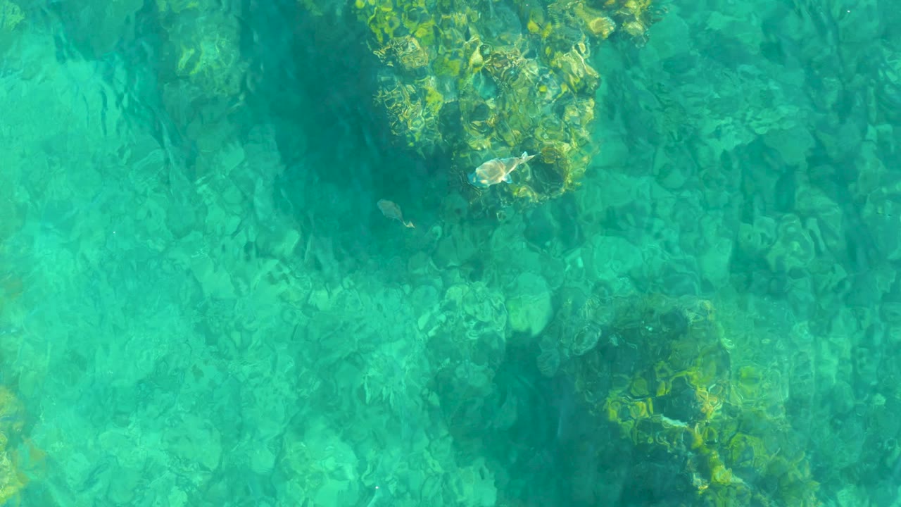 Small ray swimming through clear water beside algae-covered rock patches.