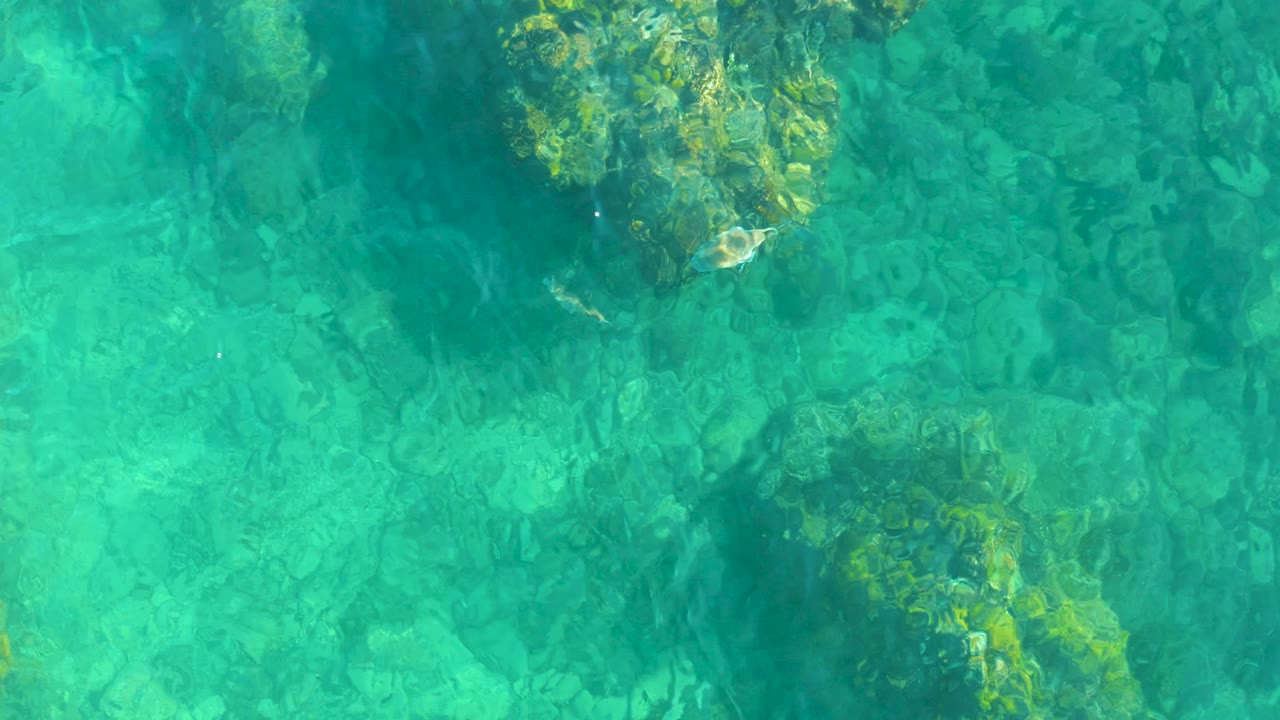 Top-down view at Playa Acapulquito with a small ray near the middle rock patch, clear water, submerged stones, and no visible people.