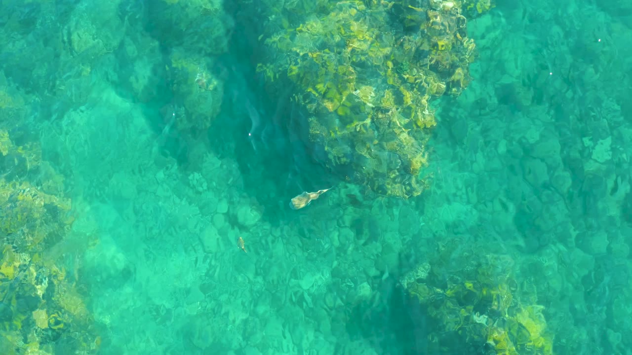 At Playa Acapulquito in Los Cabos, a small ray appears left of center above algae-covered rocks in clear turquoise water, with no visible people.