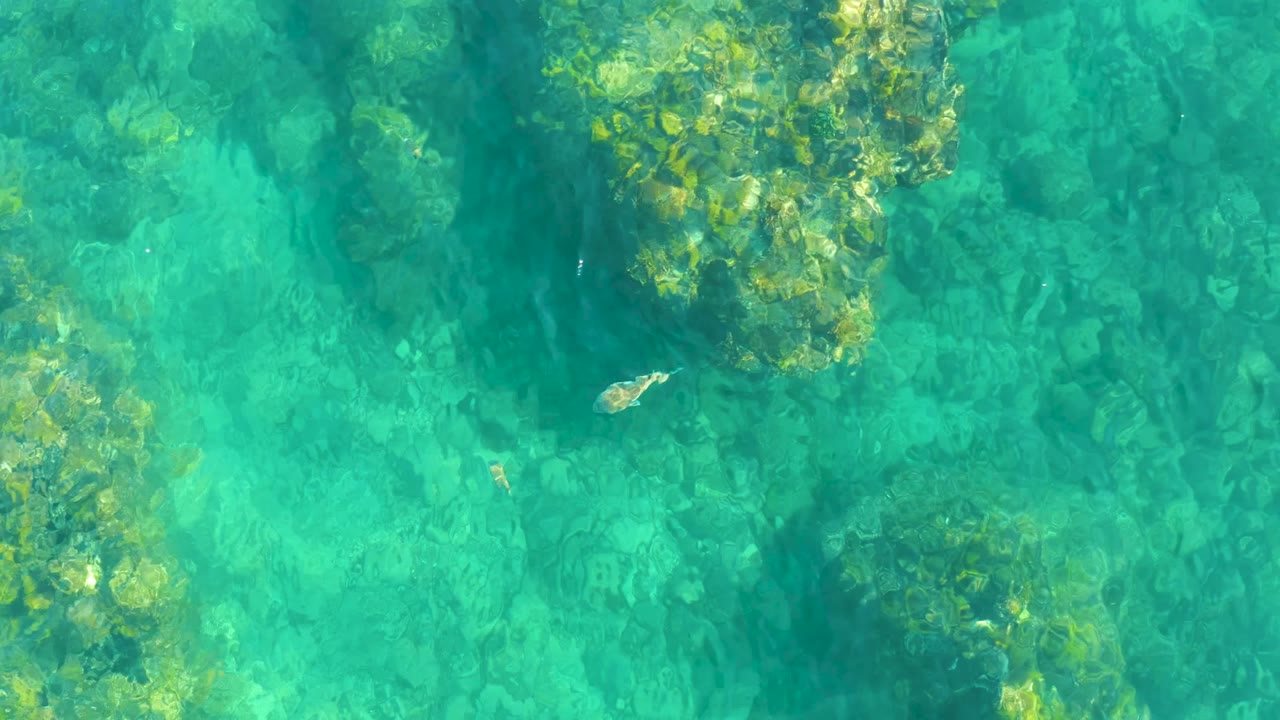 Ray crossing clear water beside algae-covered rocks.