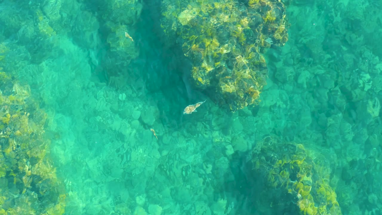 At Playa Acapulquito in Los Cabos, the ray is near the center of the overhead view, crossing a lighter patch of rocky seabed with green algae nearby and no visible people.