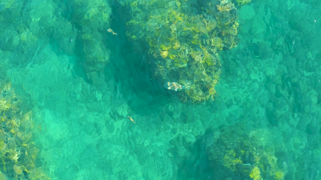 At 0:00, small fish appear near algae-covered rocks under clear turquoise water at Playa Acapulquito, Los Cabos, with no visible people.