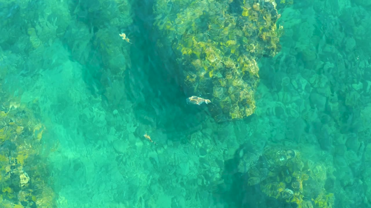 Pale fish crossing beside a larger underwater rock formation