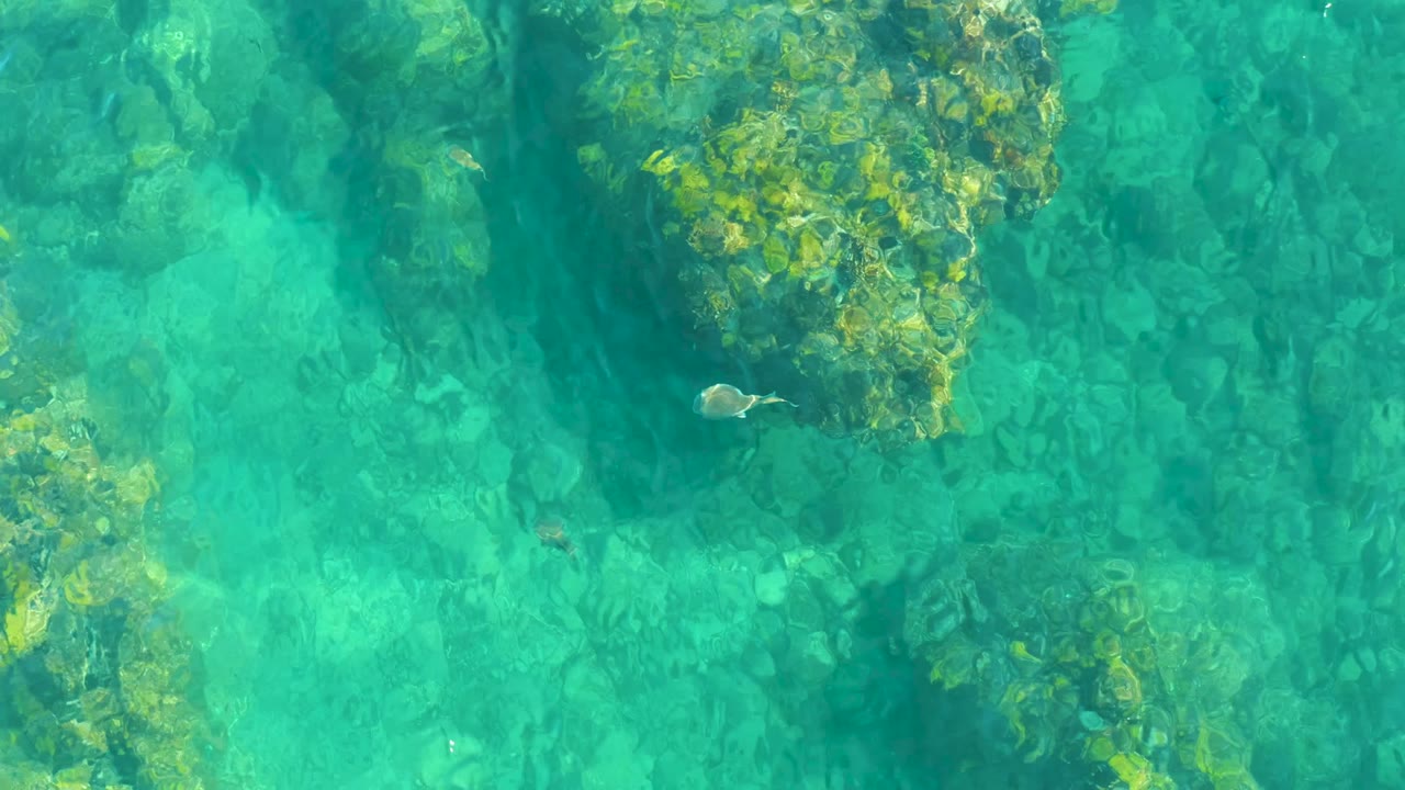 At 0:02, small fish sit near scattered underwater rocks and green algae patches in turquoise water at Playa Acapulquito, with no visible people.