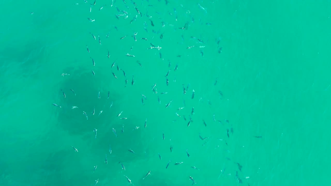 Small fish are scattered across clear turquoise water at Playa Acapulquito, with faint rocky seabed patches below and no visible people.