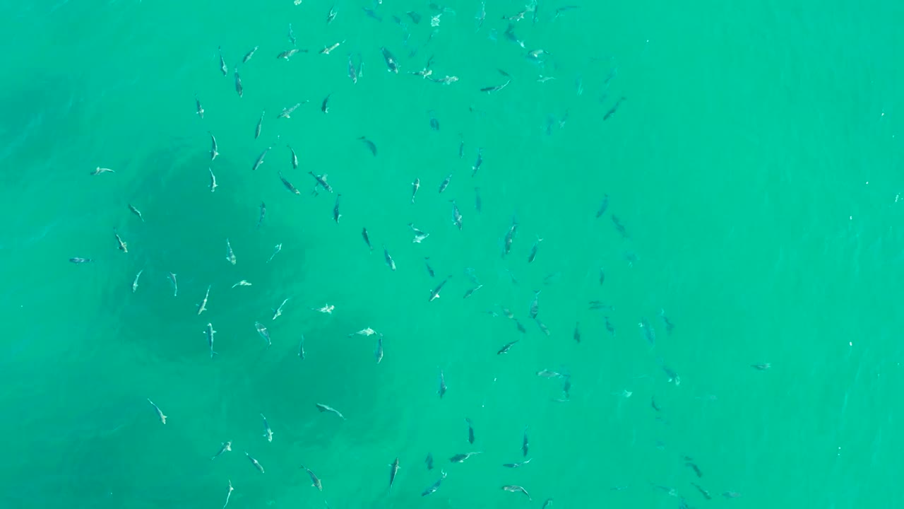 Loose fish school over pale turquoise water