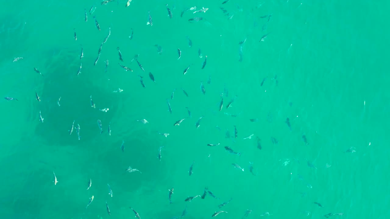 Small fish are dispersed over turquoise water at Playa Acapulquito, with darker rocky patches under the surface and no visible people.