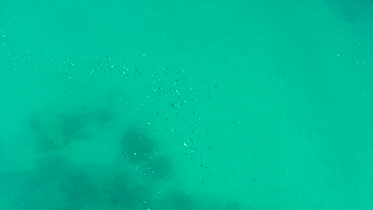 Small fish school in clear turquoise water at Playa Acapulquito, Los Cabos, with dark submerged rock shapes below and no visible people.
