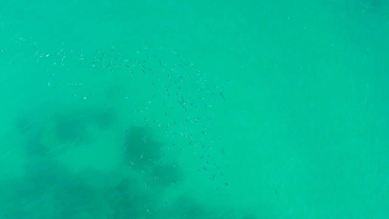 Fish school spreads through clear blue-green water.